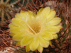 Echinopsis formosa