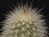 Echinocereus freudenbergeri