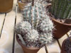 Echinopsis glaucina