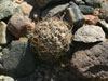 Echinopsis glaucina