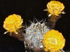 Echinopsis glaucina