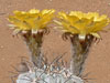 Echinopsis glaucina