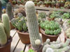 Echinocereus grandis