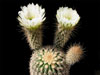 Echinocereus grandis