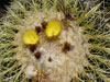 Echinocactus grusonii