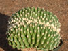 Echinocactus grusonii