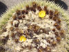 Echinocactus grusonii