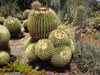 Echinocactus grusonii