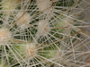 Escobaria guadalupensis
