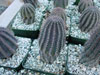 Echinopsis haematantha