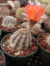 Echinopsis haematantha