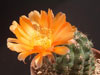 Echinopsis haematantha