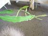 Epiphyllum hookeri