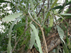 Epiphyllum hookeri