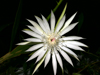 Epiphyllum hookeri