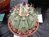 Echinocactus horizonthalonius