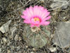 Echinocactus horizonthalonius