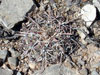 Echinocactus horizonthalonius