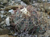 Echinocactus horizonthalonius