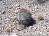 Echinocactus horizonthalonius