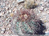 Echinocactus horizonthalonius