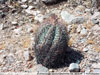 Echinocactus horizonthalonius