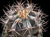 Echinocactus horizonthalonius