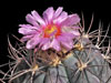 Echinocactus horizonthalonius