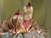 Echinocactus horizonthalonius