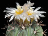 Echinocactus horizonthalonius