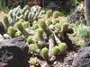 Echinopsis huascha