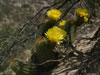 Echinopsis huascha