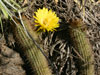 Echinopsis huascha