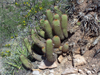 Echinopsis huascha