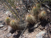 Echinopsis huascha