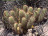 Echinopsis huascha