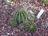 Echinopsis hybrid