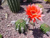 Echinopsis hybrid