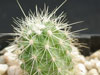 Echinocereus klapperi