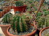 Echinopsis klingleriana