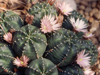 Echinocereus knippelianus