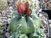 Echinocereus knippelianus