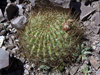 Echinopsis korethroides