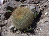 Echinopsis korethroides