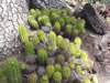 Echinopsis lamprochlora