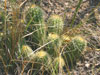 Echinopsis lamprochlora