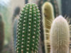 Echinopsis lamprochlora