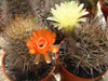 Echinopsis lateritia