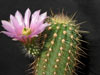 Echinocereus ledingii