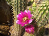 Echinocereus ledingii